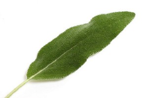 Sage Leaf