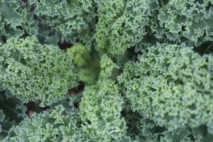 food salad-texture-green-kale