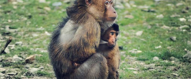 cute-animals-monkeys-young-1320x546