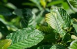 What Is Kratom And What Are Its Benefits and Risks?