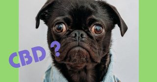 CBD Dosing for Dogs - All of Your Biggest Questions Answered...