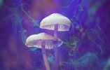 Will Magic Mushrooms (Psilocybin) Show Up on a Hair Follicle Drug Test?