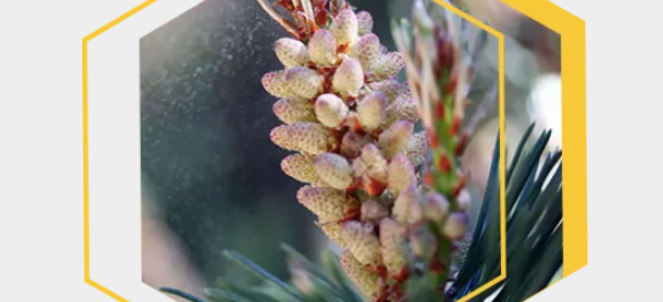 Pine Pollen – Anabolic Health