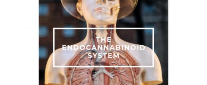 The Endocannabinoid System The ECS Nature Bloom