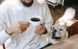 My Experience as an Introvert and a Dog Owner and Breeds to Consider